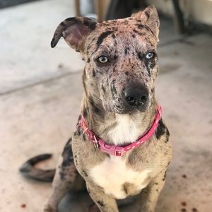 Meet your Posher, Scarlett